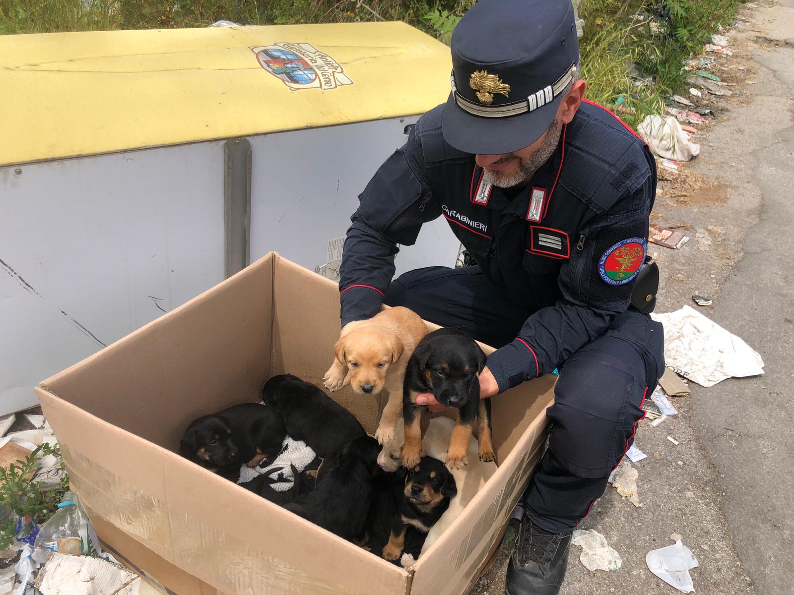 CUCCIOLI ABBANDONATI SALVATI DAI CARABINIERI FORESTALI A TERZIGNO (NA)