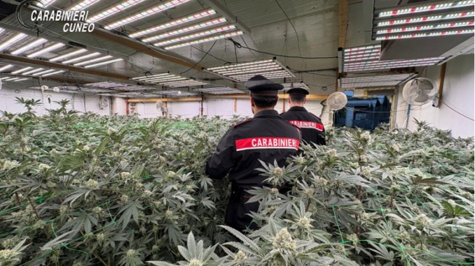 Smantellato dai Carabinieri un sodalizio specializzato nella produzione di “oro verde”