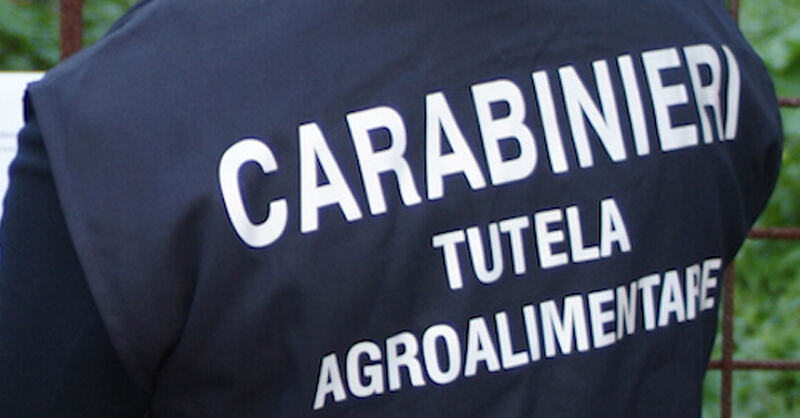 Montesano, controlli nel settore oleario: sequestro per mancata tracciabilità.